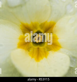 Una ripresa macro di un comune primrose bloom. Foto Stock