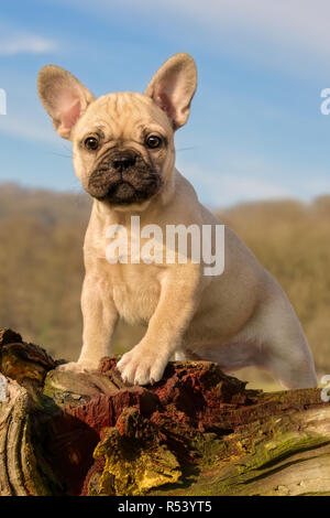 Carino giovane bulldog francese cucciolo, otto settimane vecchio colore fulvo femmina, il cane curiosamente pendente contro un albero knobby log Foto Stock