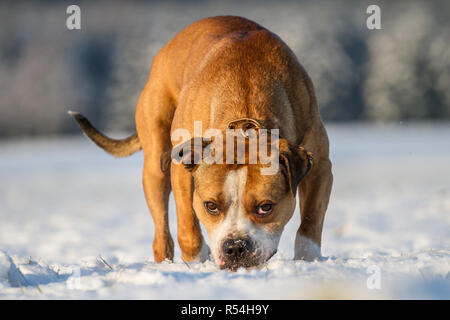 Cane tipo Bulldog nella neve Foto Stock