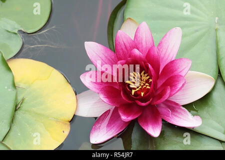 Rosa ClosUp acqua giglio fiore singolo Foto Stock