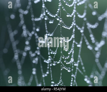 Gocce di rugiada su spider web con profondità di campo ridotta. Tipperary, Irlanda Foto Stock