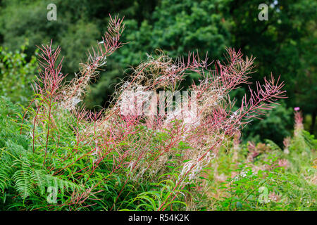 Rosebay Willowherb andando alle sementi Foto Stock