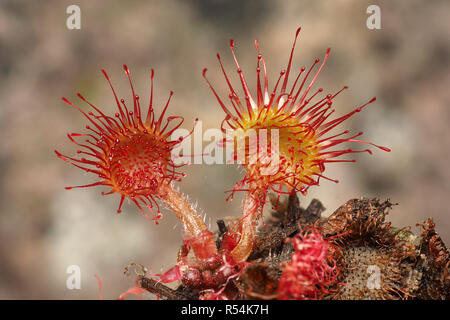 Round lasciava Sundew (drosera rotundifolia) cresce in paludosa habitat. Tipperary, Irlanda Foto Stock