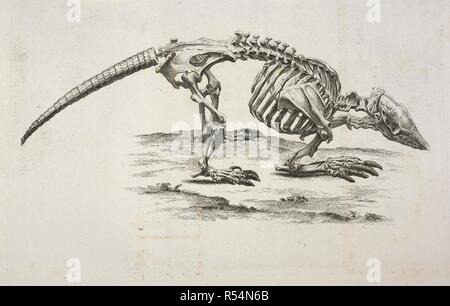 Lo scheletro di un armadillo. Osteographia, o l'Anatomia delle ossa. Londra, 1733. Fonte: 47.i.12 capitolo VIII. Autore: Cheselden, William. Foto Stock