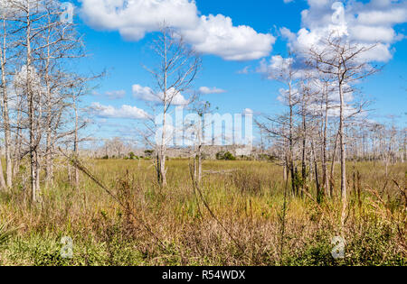 Palude con erba e alberi morti lungo la strada ad anello in Big Cypress National Preserve, Everglades, Florida, Stati Uniti d'America Foto Stock