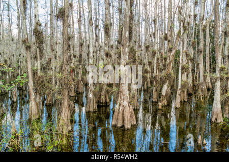 Palude con stagno cipressi lungo la strada ad anello in Big Cypress National Preserve, Everglades, Florida, Stati Uniti d'America Foto Stock