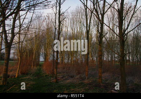 La Macmillan modo. A lunga distanza trail. In Inghilterra. Regno Unito Foto Stock