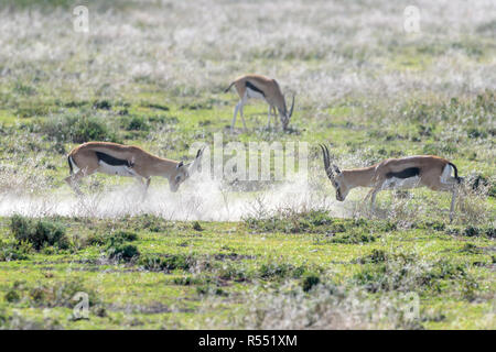 Due Thomson Gazelle (Eudorcas thomsonii) rams in lotta per il predominio sulla savana del cratere di Ngorongoro national park, Tanzania Foto Stock