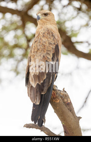 Bruno eagle (Aquila rapax), appollaiato su un albero, Ngorongoro Conservation Area, Tanzania. Foto Stock