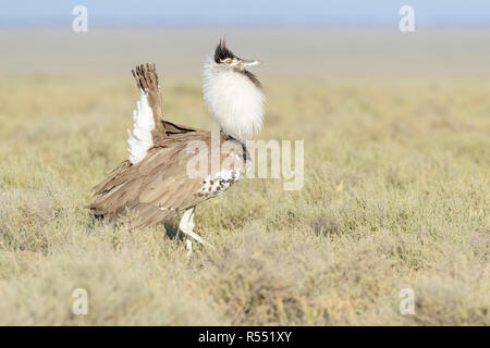 Kori Bustard (Ardeotis kori) maschio visualizzazione su savannah, Ngorongoro Conservation Area, Tanzania. Foto Stock