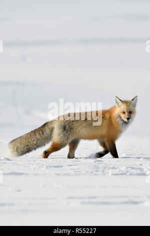 American Red Fox / Amerikanischer Rotfuchs ( Vulpes vulpes ) in inverno in esecuzione attraverso la neve, guardando, Yellowstone NP, Wyoming negli Stati Uniti. Foto Stock