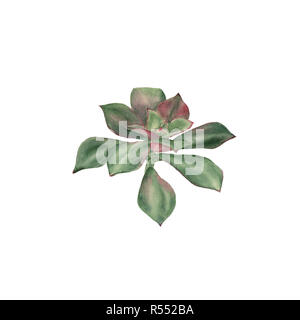 Acquerello botanico illustrazione schizzo di tre tulipani rossi su sfondo bianco. Potrebbero essere utilizzati come decorazione per il web design, cosmetici design, packag Foto Stock