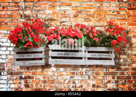 Fiori in legno Scatole contro un vecchio muro di mattoni - Home sweet home  scritto su una scatola di legno Foto stock - Alamy