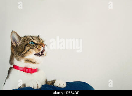 Curioso tabby cat meowing bocca aperta e guardando in alto isolato su sfondo grigio. Foto Stock