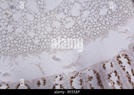 Agaricus sezione sotto il microscopio Foto Stock