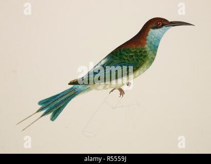 Chestnut-Headed Bee-Eater. c.1824. Chestnut-Headed Bee-Eater ('Merops Leschenaulti'). Da un album di 51 disegni di uccelli e mammiferi effettuate a Bencoolen, Sumatra, per Sir Stamford Raffles. Acquerello. Originariamente pubblicato/prodotto in c.1824. . Fonte: NHD 47/8,. Autore: Briois, J. Foto Stock