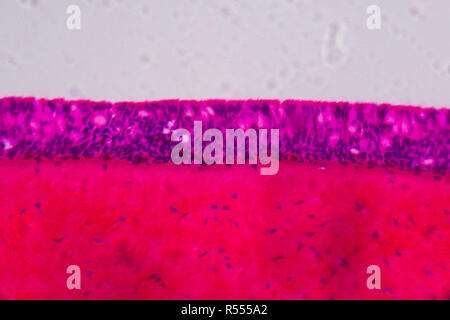 Anodonta branchie ciliate epitelio sotto il microscopio - Abstract rosa e viola a colori su sfondo bianco Foto Stock