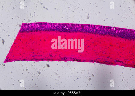 Anodonta branchie ciliate epitelio sotto il microscopio - Abstract rosa e viola a colori su sfondo bianco Foto Stock