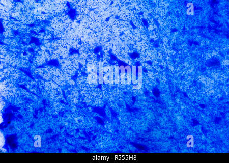 Cellula nervosa sotto il microscopio - Abstract puntini blu su sfondo bianco Foto Stock