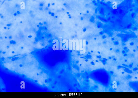 Cellula nervosa sotto il microscopio - Abstract puntini blu su sfondo bianco Foto Stock
