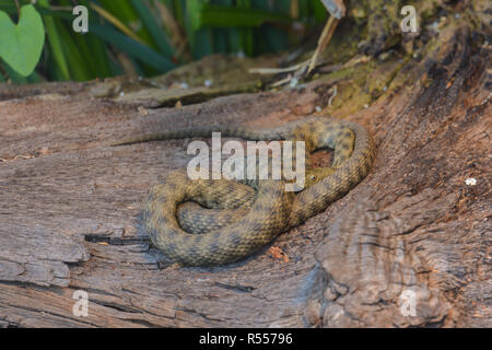 Biscia tassellata Foto Stock