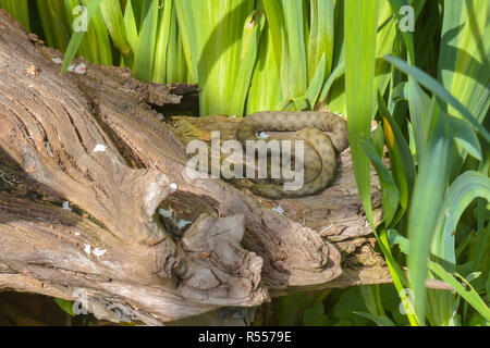 Biscia tassellata Foto Stock