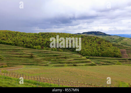 Vista del weinterrassen vicino oberbergen nella parte interna kaiserstuhl Foto Stock