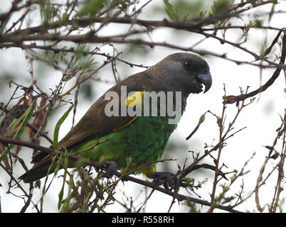 Un Meyer, Parrot o marrone (parrot Poicephalus meyeri) in un arbusto spinoso. Queen Elizabeth National Park, Uganda. Foto Stock