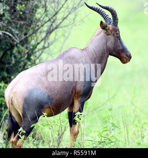A topi (Damaliscus lunatus). Queen Elizabeth National Park, Uganda. Foto Stock