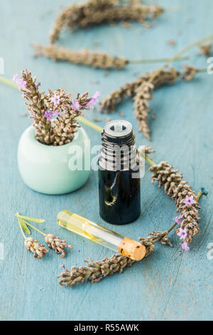 Olio essenziale di lavanda (Lavandula sp.). Foto Stock