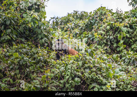 Scimmia dorata, Virunga montagne vulcaniche, Africa centrale Foto Stock