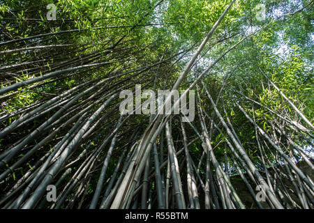 Nero e regolari Zen bambù foresta nel Nord Italia Foto Stock