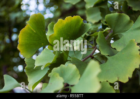 Il Ginkgo Biloba verde e giallo le foglie in autunno Foto Stock