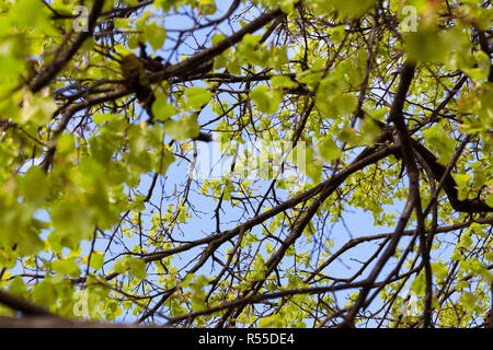 Linden fogliame verde contro un cielo blu, primo piano in un parco in primavera Foto Stock