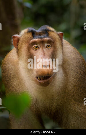 Southern Pig-coda Macaque - Macaca nemestrina, grandi e potenti macaco dal sud-est asiatico foreste, Sumatra, Indonesia. Foto Stock