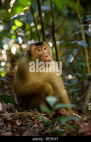 Southern Pig-coda Macaque - Macaca nemestrina, grandi e potenti macaco dal sud-est asiatico foreste, Sumatra, Indonesia. Foto Stock