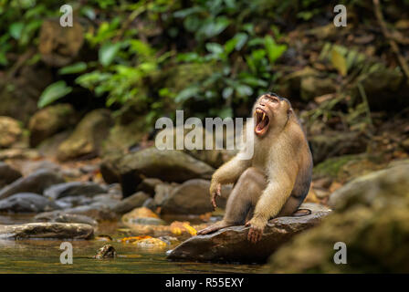 Southern Pig-coda Macaque - Macaca nemestrina, grandi e potenti macaco dal sud-est asiatico foreste, Sumatra, Indonesia. Foto Stock