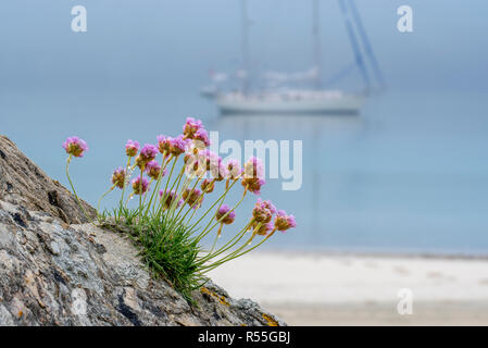 La parsimonia del mare / mare rosa (Armeria maritima) in fiore e barca a vela ancorata nella nebbia nella parte anteriore della spiaggia sabbiosa Foto Stock