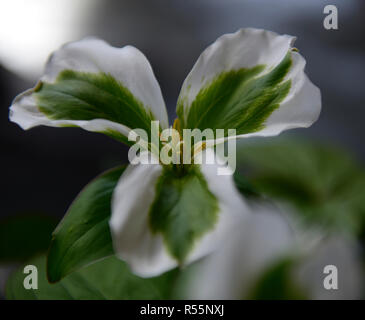 Le variegate trillium grandiflorum,variegatura,stranezza,mutante, fiore,fiori,fioritura,verde,bianco,all'ombra,legno,woodland,impianto,RM Floral Foto Stock