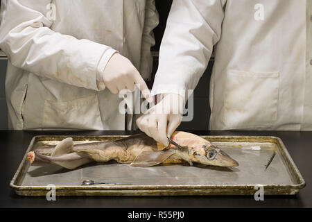 Due persone a sperimentare su di un pesce morto Foto Stock