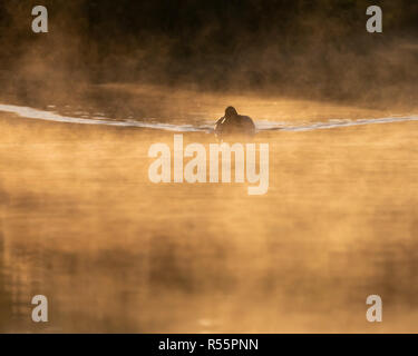 Mallard Drake (Anas platyrhynchos) piscina d'anatra all'inizio di mattina nebbia e sole Foto Stock