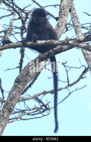 Un grigio-cheeked mangabey (Lophocebus albigena). Bigodi Wetland Santuario, Foresta di Kibale National Park, Uganda, Foto Stock