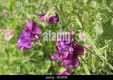 Lathyrus odoratus " Benvenuti a Yorkshire' piselli dolci fioritura in un giardino inglese, estate, REGNO UNITO Foto Stock