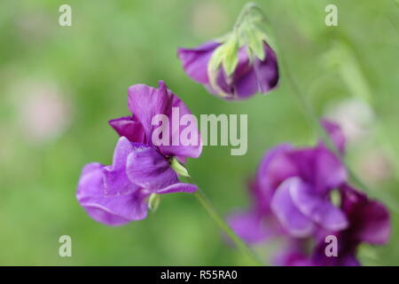 Lathyrus odoratus " Benvenuti a Yorkshire' piselli dolci fioritura in un giardino inglese, estate, REGNO UNITO Foto Stock