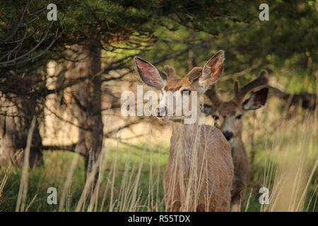 Un mulo cervo sorge guarda la sera. Foto Stock