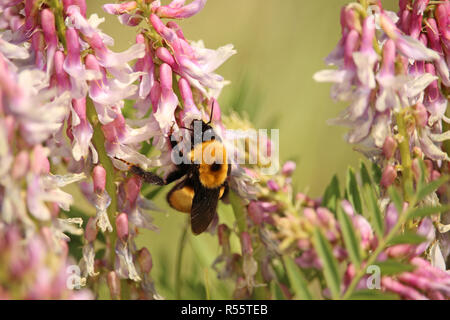 Un bumblebee raccoglie il polline di rosa fiori di campo in una giornata di sole. Foto Stock