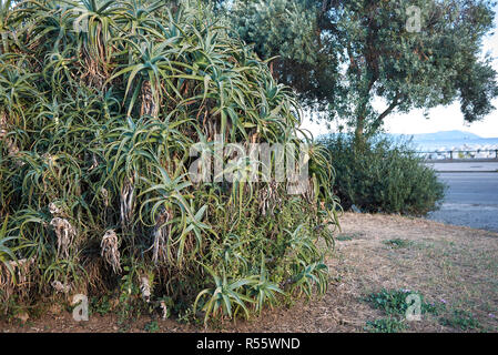 Aloe arborescens Foto Stock