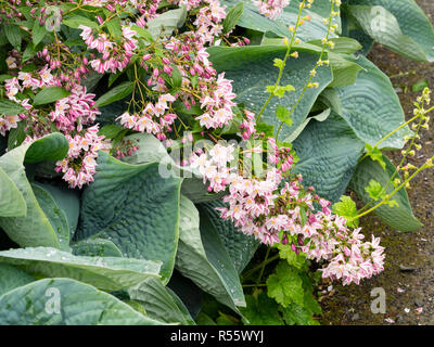 Grande Blu grigio foglie di Hosta 'Abiqua zucca potabile' in contrasto con i fiori rosa e bianchi di Deutzia 'Iris Alford' a inizio estate display Foto Stock