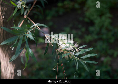 Melaleuca salicina ramo con fiori Foto Stock