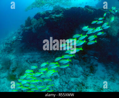 Una scuola di Bluestripe Snapper (Lutjanus kasmira) nelle Maldive Foto Stock